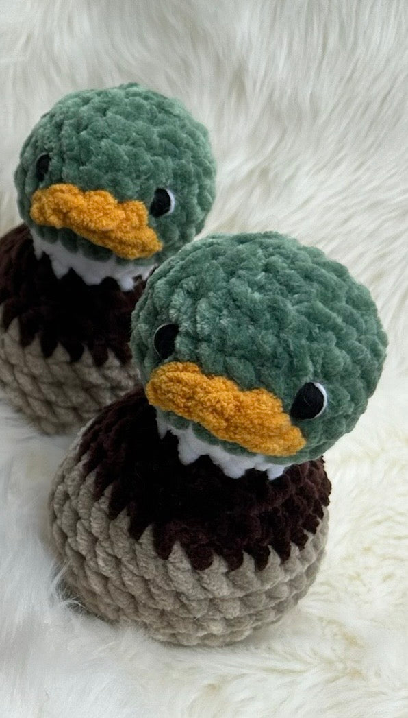 Mallard Duck